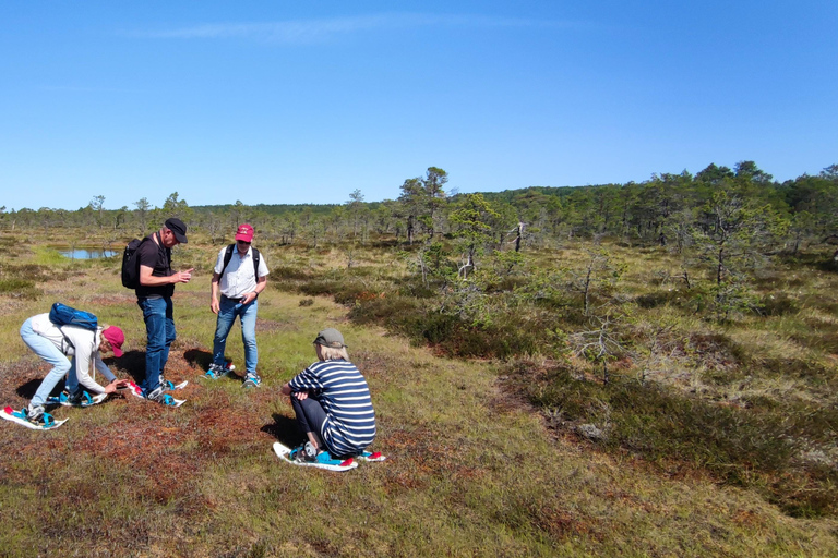 Nature adventure - Bog hike, Foraging, Countryside culture