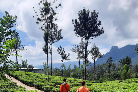 Sri Lanka: Tour turístico de 8 días con traslados al aeropuerto