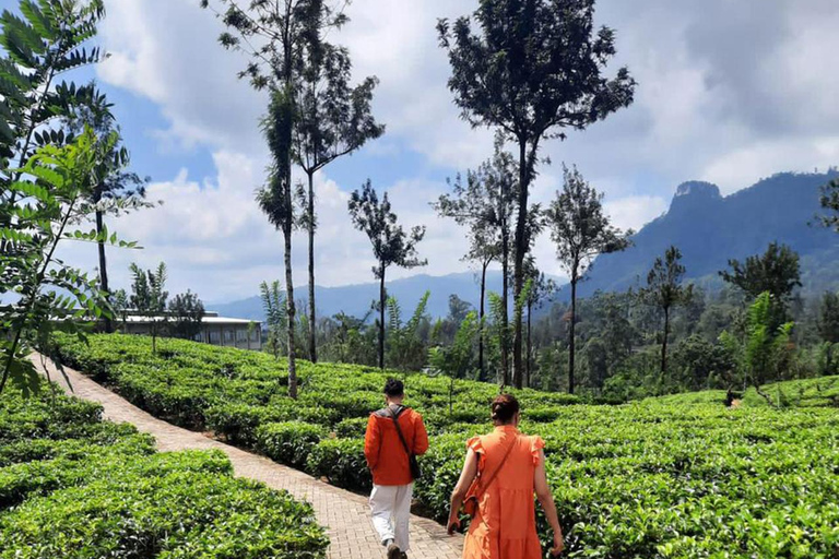 Sri Lanka: Tour turístico de 8 días con traslados al aeropuerto