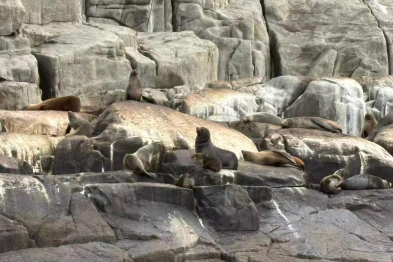 From Hobart: Port Arthur, Cape Raoul Cruise, Animal Day Tour