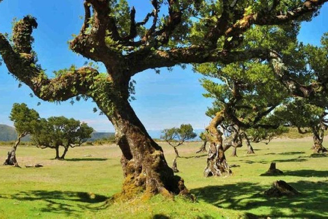 Fanal Assobiadores Trail Machico, Santa Cruz pickup hotels