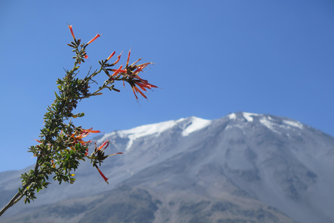Caminhada de meio dia em Arequipa ao Vulcão MistiCaminhada de meio dia em Arequipa até o Vulcão Misti