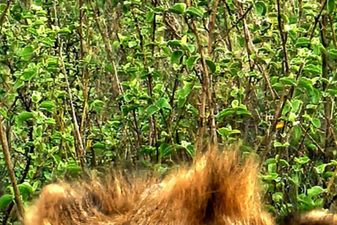 Nairobi: Half Day guided tour to Nairobi National Park