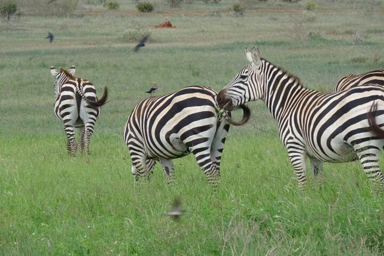 Nairobi: Amboseli & Tsavo East 2-Day Safari with Guide