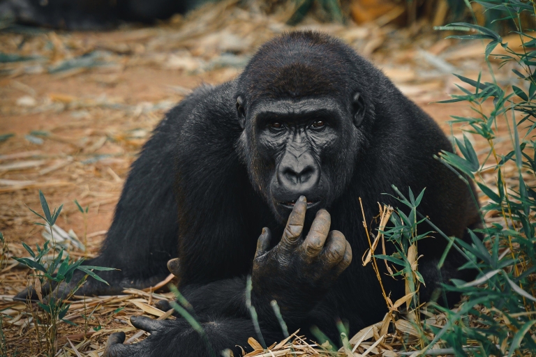 4 Day: Rwanda Gorilla Safari