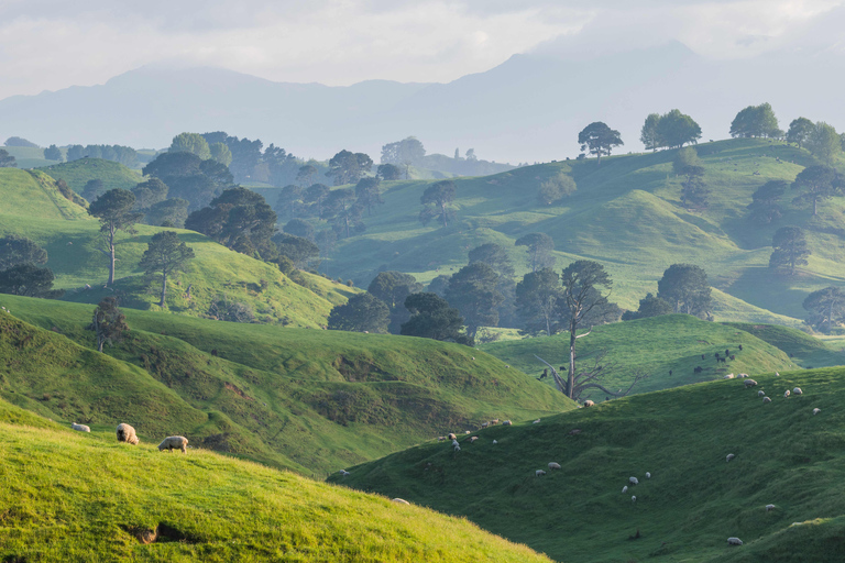 Vanuit Auckland: dagtour filmset Hobbitstee &amp; RotoruaPremium-dagtour vanuit Auckland filmset Hobbitstee &amp; Rotorua