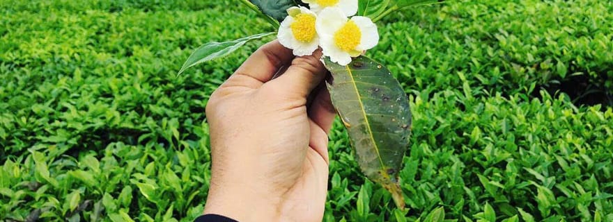 Sapa à moto (1 j) : collines de thé, cascades et sources chaudes