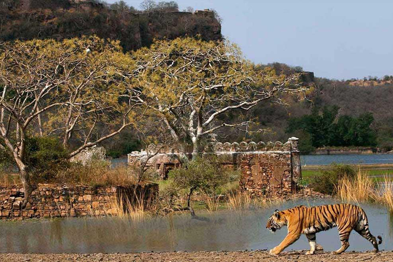 Vanuit Delhi: 3-Daagse privé-safari door RanthamborePrivérondleiding met 4 sterren accommodatie