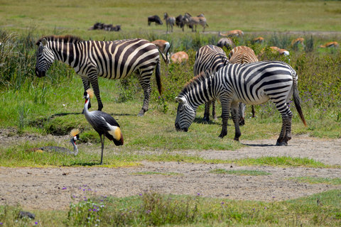 Arusha: Ngorongoro Crater Full-Day Safari Ngorongoro Crater: Full Day Safari