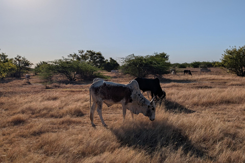 Saloum Delta: 3 days of adventure in the middle of nature, camping on a desert island Saloum Delta: Camping and Adventure