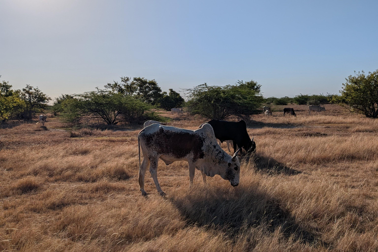 Saloum Delta: 3 days of adventure in the middle of nature, camping on a desert island Saloum Delta: Camping and Adventure
