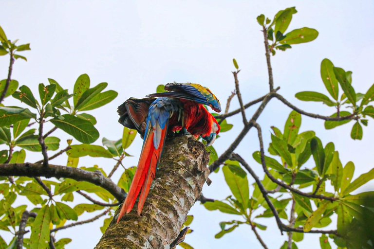Uvita: Corcovado Rainforest & Wildlife Adventure