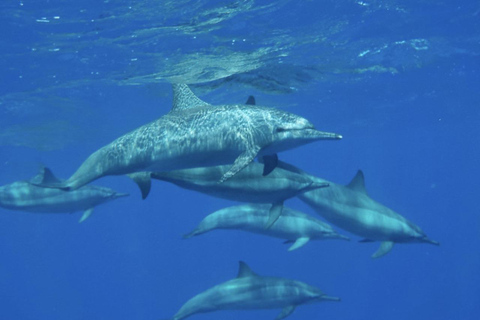 Makadi Bay: Royal Seascope Submarine Cruise & Snorkel stop Submarine Cruise with hotel pickup