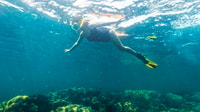 Phu Quoc, Snorkeling Scopri le barriere coralline meridionali - Hizvo