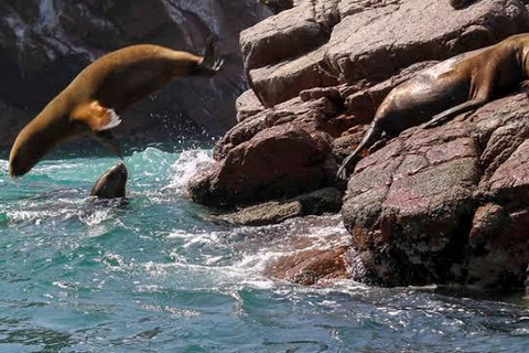 Paracas: Full Day Between Ocean and Desert From Ica: Tambo Colorado and the Hidden Oasis of the Paracas Desert