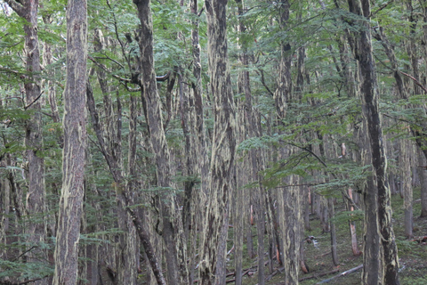 San Martín de los Andes: a 4x4 guided tour to the Mallin