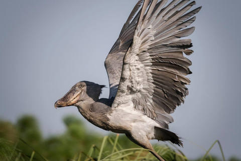 Entebbe: Walking Tour, Mabamba Shoebill & Coffee Experience