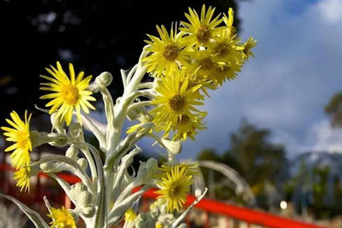 Bogotá: 4 uur durende privétour naar het Goudmuseum en MonserrateBogotá: privé-tour van 4 uur naar het Goudmuseum en Monserrate