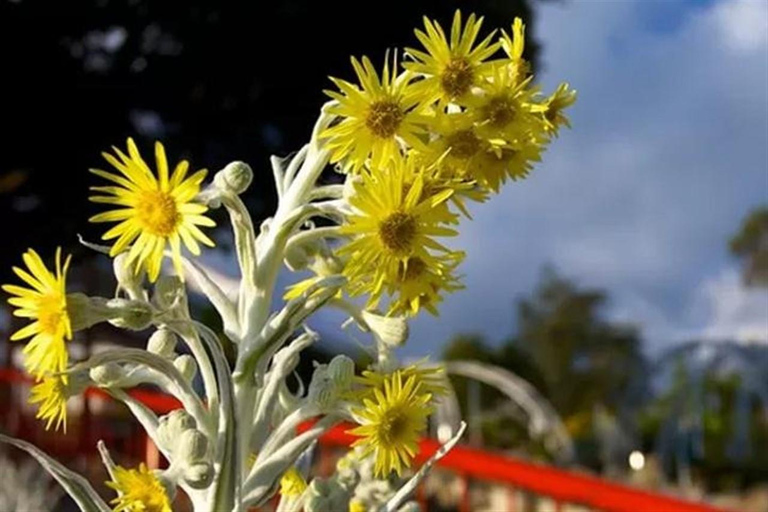Bogotá: 4 uur durende privétour naar het Goudmuseum en MonserrateBogotá: privé-tour van 4 uur naar het Goudmuseum en Monserrate