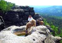 Climb the mountains together with goats - Housity