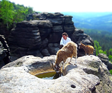 Escala las montañas junto con las cabras