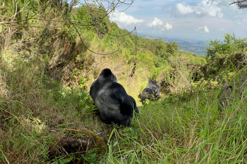 4-Tage Ruanda Uganda Gorilla Trekking Tour Erlebnis