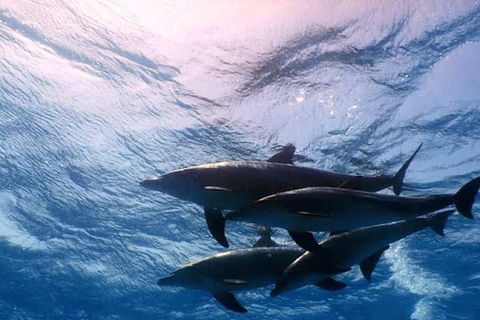 Hurghada: Beginner Diving Trip with Lunch, Transfer & Gear Boat Cruise with 2 Snorkeling Sites with Lunch & Transfer