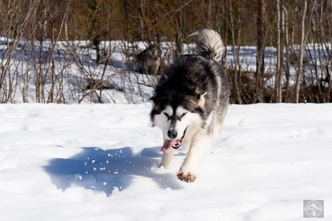 Meltosjärvi: Self Driving Husky Tour - Lake Trail Experience