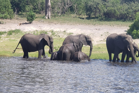 Excursión de un día completo a Chobe