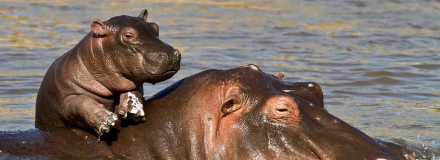 1/2 journée de safari en bateau à iSimangaliso au départ de Richards Bay
