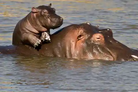 1/2 Day iSimangaliso Boat Safari Tour From Richards Bay