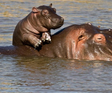 1/2 Day iSimangaliso Boat Safari Tour From Richards Bay