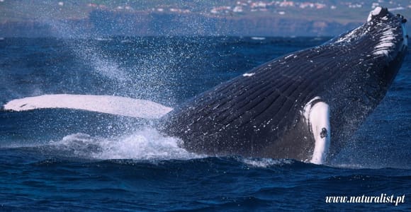 Private | Pico or Faial | Whale & Dolphin Expedition tour