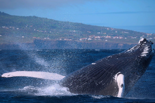 Privé | Pico of Faial | Walvis- en dolfijnenexpeditietour