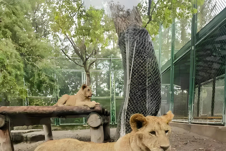 Shanghai Wildlife Park Panda & Predator Feeding Tour