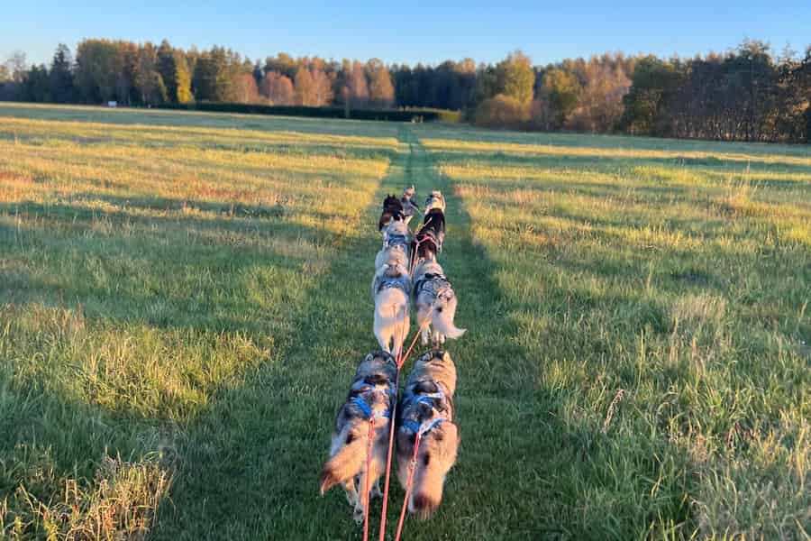 Die Kraft des Rudels – authentische Husky-Schlittenfahrt. Foto: GetYourGuide Die Kraft des Rudels – authentische Husky-Schlittenfahrt. Foto: GetYourGuide