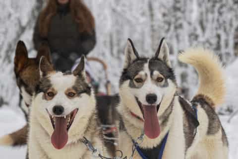 Ruka: Morgens 10 km Husky-Safari mit Frühstück