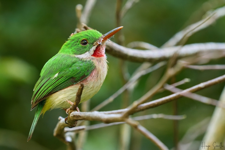 La Romana : Observation des oiseaux depuis la Casa de Campo