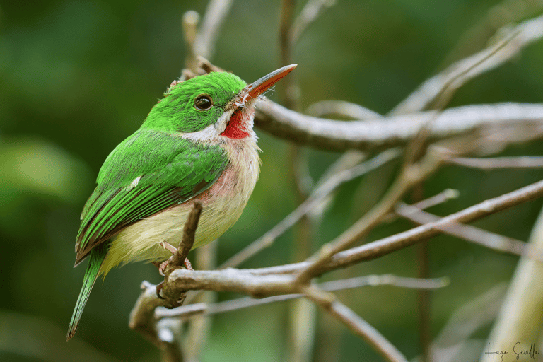 La Romana: Observación de aves desde la Casa de Campo