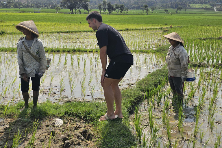 Yogyakarta: Flying Fox, Pule Payung & Ricefield Scenic Tour