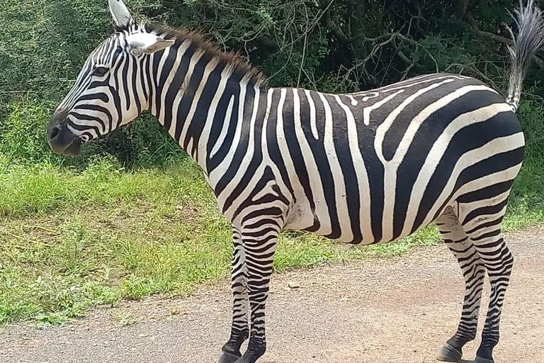 Parc national de Nairobi ; 4 heures de route en voiture dans le seul parc urbain du monde