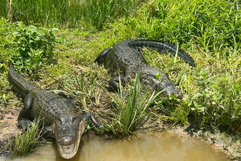 New Orleans: 16 Passenger Airboat Swamp Tour Hotel Pickup and Drop-Off