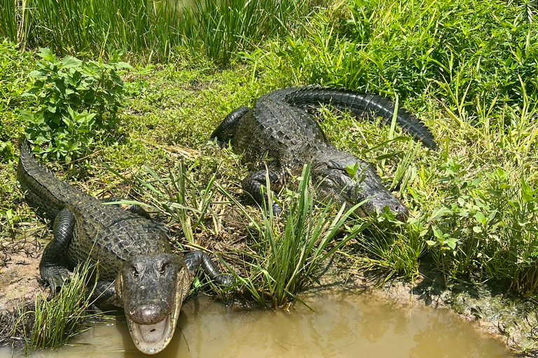 New Orleans: 16 Passenger Airboat Swamp Tour Hotel Pickup and Drop-Off