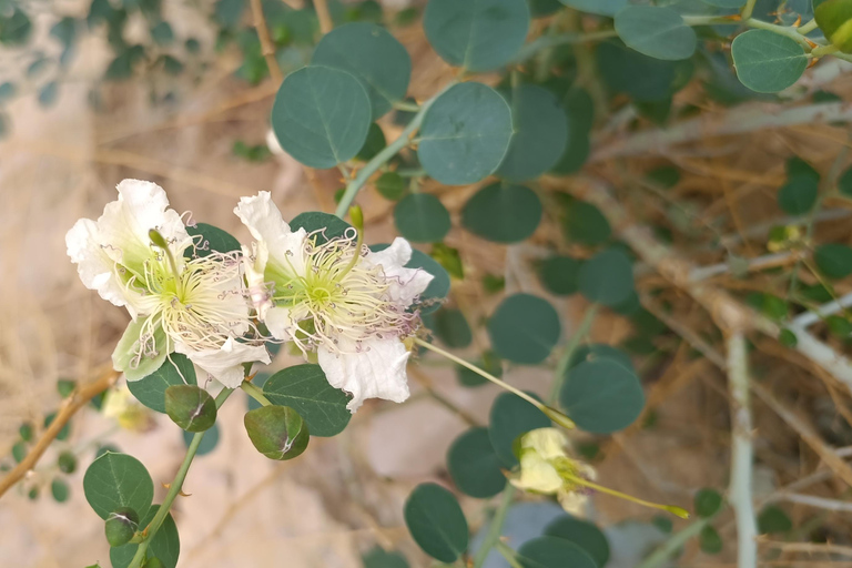 Eilat: tour mattutino in jeep delle montagne di Eilat