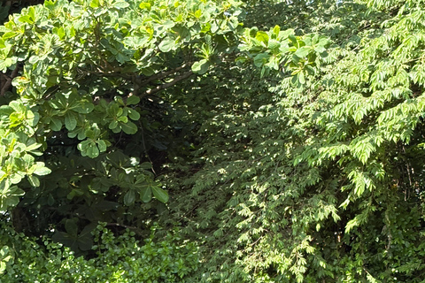 Bentota: River Boat Safari and Tuk-Tuk Ride with Pickup-Drop