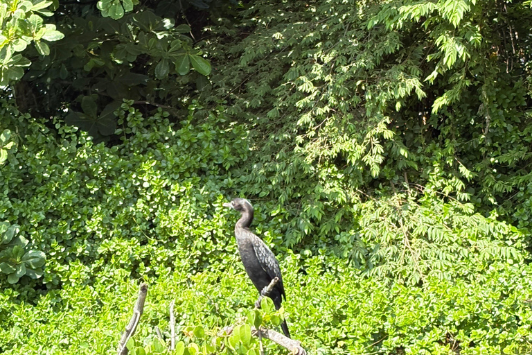 Bentota: River Boat Safari and Tuk-Tuk Ride with Pickup-Drop