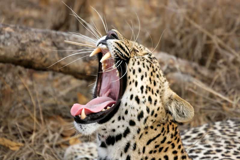 Yala National Park Safari Tour