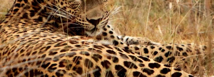 Depuis Hambantota : Safari sauvage dans le parc national de Lunugamvehera