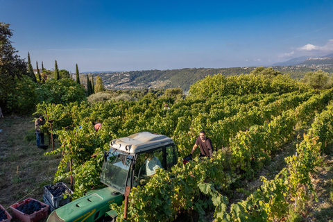 Tour and tasting at a Nice vineyard in Bellet Tour and Tasting at a Nice Vineyard in Bellet