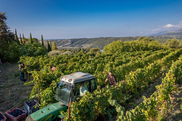 Tour and tasting at a Nice vineyard in Bellet Tour and Tasting at a Nice Vineyard in Bellet